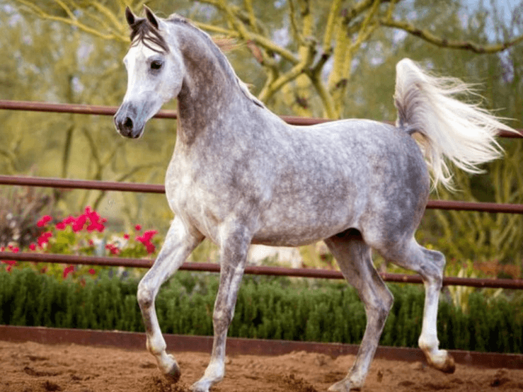 How Arabian Horses Shaped Modern Racing